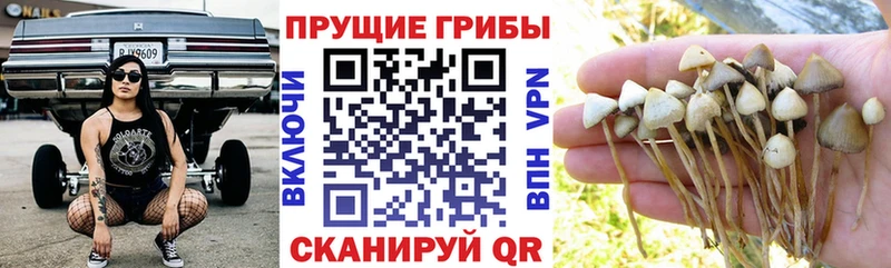 Галлюциногенные грибы GOLDEN TEACHER  MEGA зеркало  Химки  как найти закладки 
